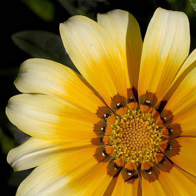 Blume_DDB2811 Kopie.jpg